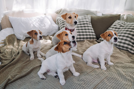 A group of funny dogs are lying and sitting in a bed. Four Jack Russell Terrier dog look at camera.