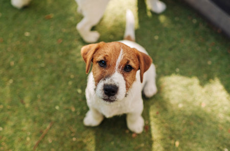jack russell puppy on green lawn and looking at camera