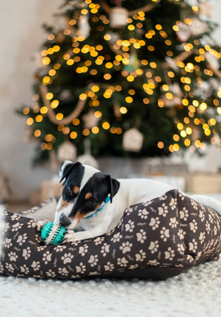 Jack Russell Terrier lies on a bed and nibbles on a toy under a holiday tree with wrapped gift boxes and holiday lights. Festive background, close-upの写真素材
