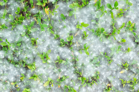 Poplar strong allergen lies on the grass on the ground in summer on a Sunny day. Poplar blossom...
