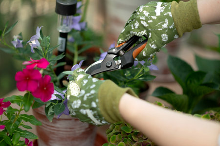 Woman in gardening gloves pruning flowers bush with secateurs outdoors, closeup. flower careの写真素材