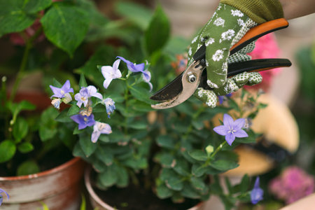 Woman in gardening gloves pruning flowers bush with secateurs outdoors, closeup. flower careの写真素材