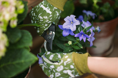 Woman in gardening gloves pruning flowers bush with secateurs outdoors, closeup
