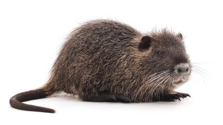 One brown nutria isolated on a white background.の写真素材
