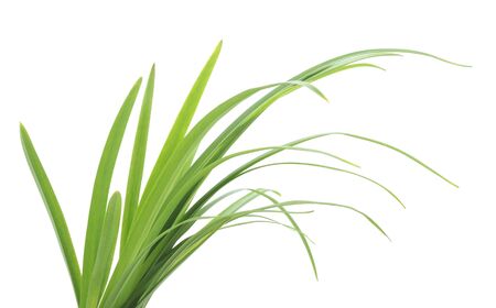 Bunch of green grass isolated on a white background.の写真素材