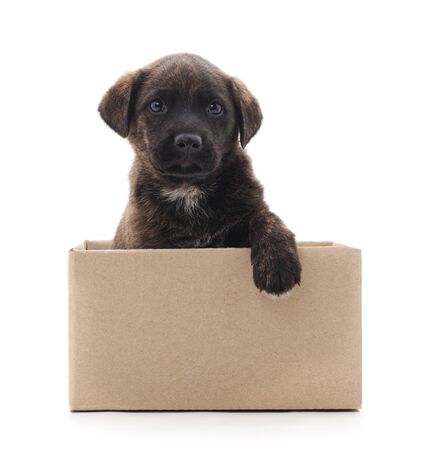One black dog in the box isolated on a white background.
