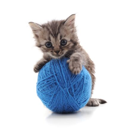 Gray cat with a ball isolated on a white background.の写真素材