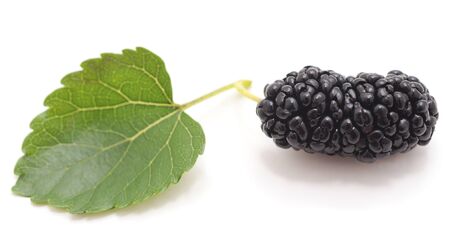 A mulberry with leaves is isolated on a white background.の写真素材