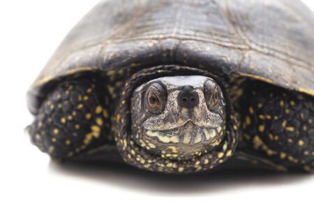 One beautiful turtle isolated on white background.