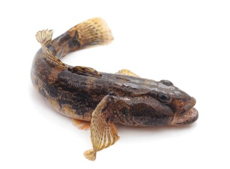 One small fish isolated on a white background.の写真素材