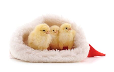 Three chicks in Christmas hat isolated on white background.の写真素材