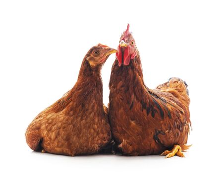Hen and cock isolated on a white background.の写真素材