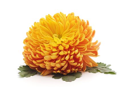 One yellow chrysontamy isolated on a white background.の写真素材