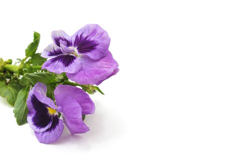 Beautiful purple flowers isolated on a white background.の写真素材