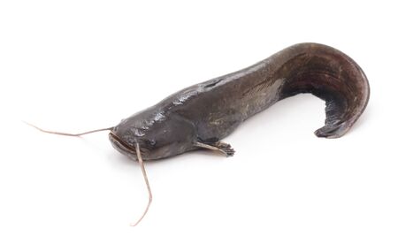 Big river fish isolated on a white background.の写真素材