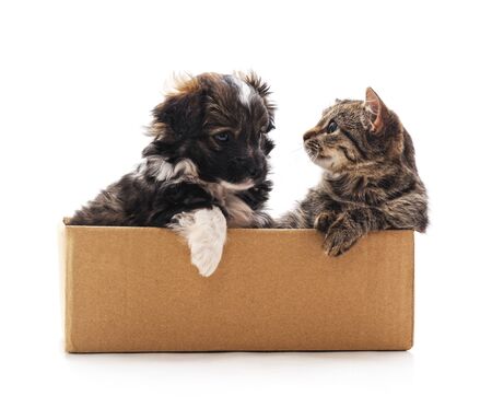 Kitten and a puppy in the box isolated on a white background.の写真素材