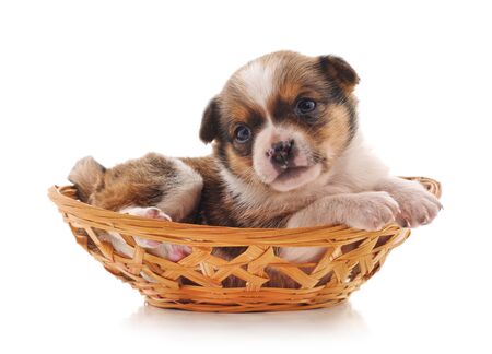 One small dog in a basket isolated on a white background.の写真素材
