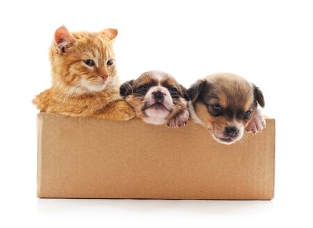 Kitten and a puppies in the box isolated on a white background.の写真素材