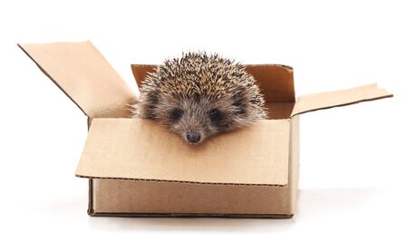 Little hedgehog in the box isolated on a white background.の写真素材