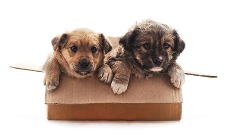 Two small dogs in the box isolated on a white background.の写真素材