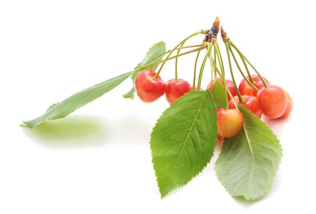 Branch with cherries and leaves isolated on a white background.の写真素材