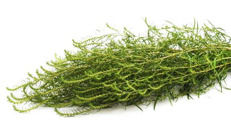Bunch of green grass isolated on a white background.