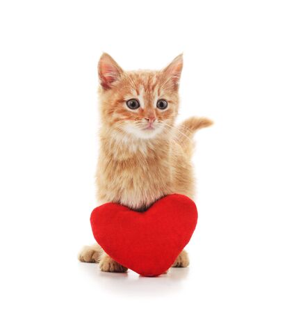 Little cat with a heart isolated on a white background.の写真素材
