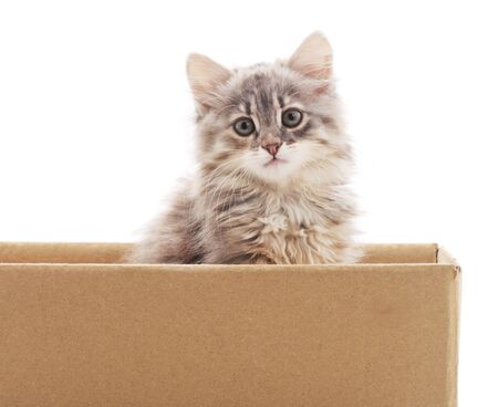 Little cat in the box isolated on a white background.の写真素材