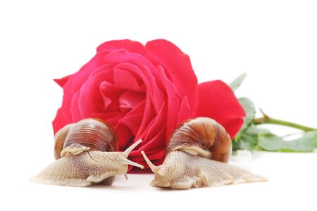 Two snails with a rose isolated on a white background.の写真素材