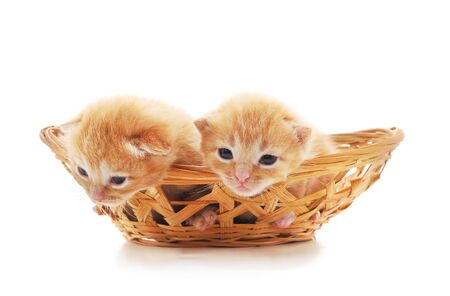 Two small kittens in the basket isolated on a white background.の写真素材