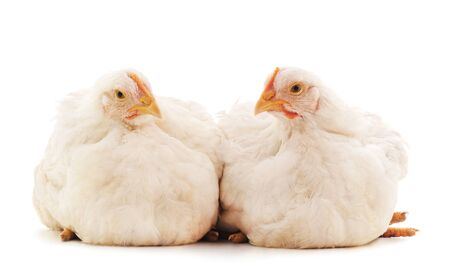 Two white chickens isolated on white background.の写真素材