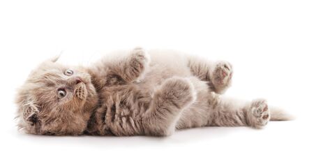 Gray cat that lies isolated on white background.の写真素材