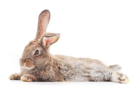 One brown rabbit isolated on a white background.の写真素材