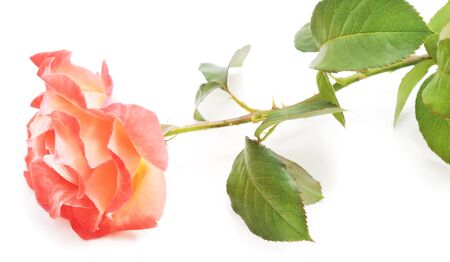 Beautiful orange roses isolated on a white background.の写真素材