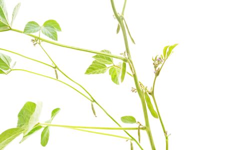 Green leaves soybean isolated on white background.