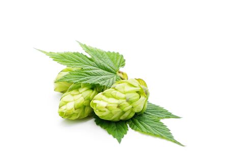 Green flower hop isolated on a white background.