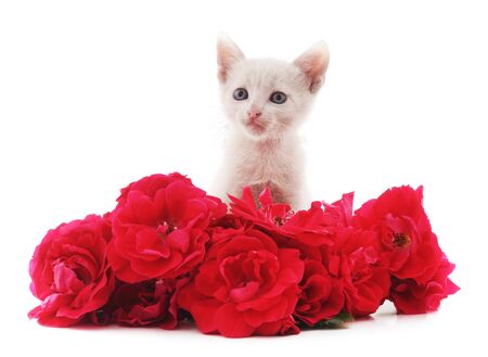 Little cat with red flowers isolated on a white background.の写真素材