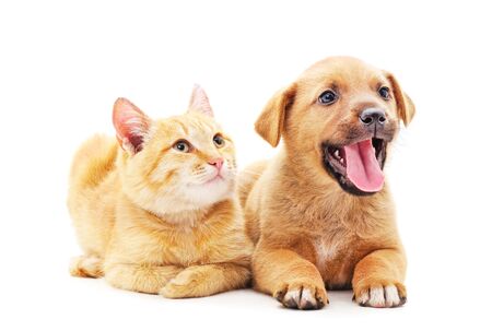 Red dog with a kitten isolated on a white background.