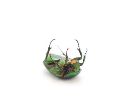 One green firefly isolated on a white background.