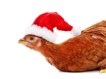 Chicken in Christmas hat with isolated on white background.の写真素材