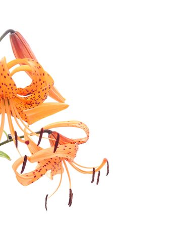 Two orange lilies isolated on a white background.の写真素材