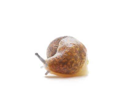 One brown snails isolated on a white background.の写真素材