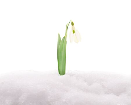 Snowdrops in the snow isolated on a white background.の写真素材