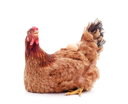 Brown chicken with an egg isolated on a white background.の写真素材