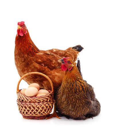 Chicken and cockr with egg  isolated on a white background.の写真素材
