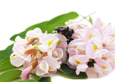 Beautiful flower of acacia with a beetle isolated on a white background.の写真素材