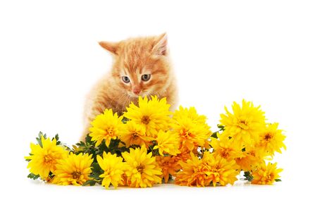 Cat with flowers isolated on a white background.の写真素材