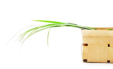 Bunch of green grass in the basket isolated on a white background.の写真素材