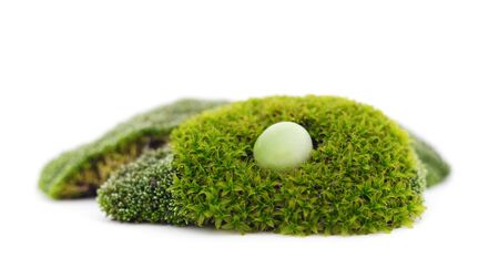 Green beautiful moss with tablet isolated on a white background.の写真素材