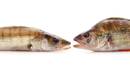 Two fresh fish isolated on a white background.の写真素材